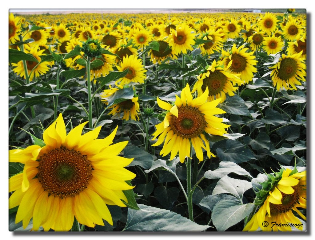 Girasoles - Sun flower by © FranciscoGC