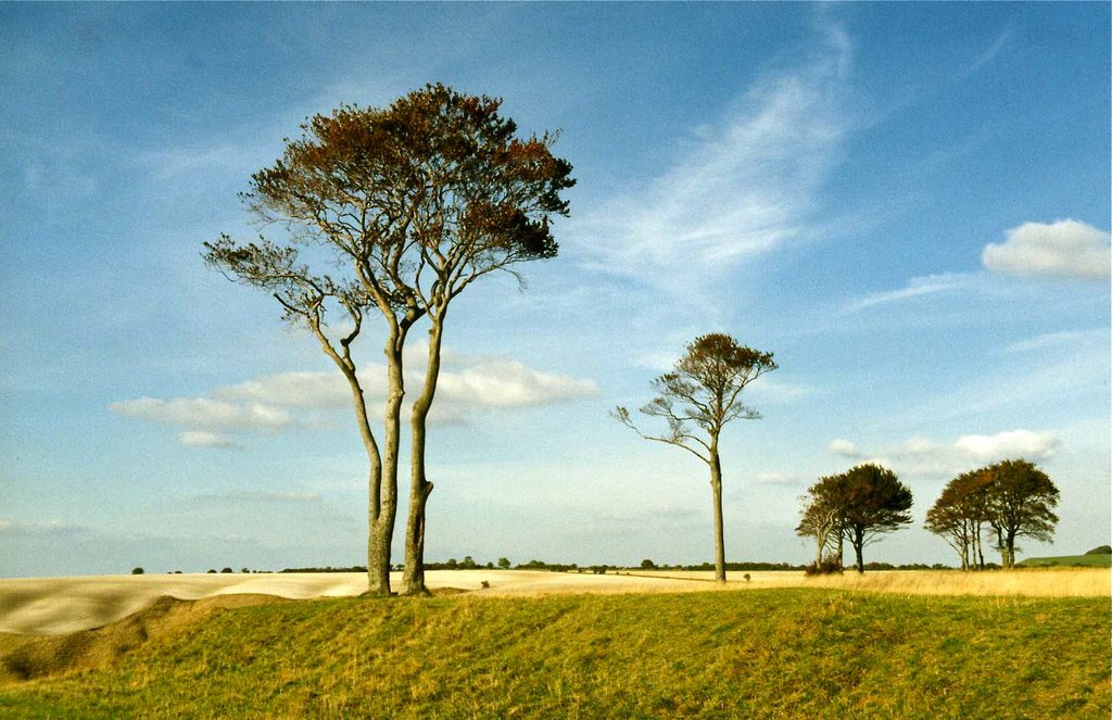 Roundway Down near Devizes. October 1989 by beamish boy