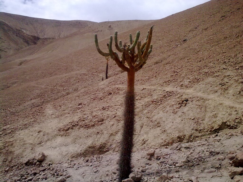 Cactus Candelabro by BlackNose