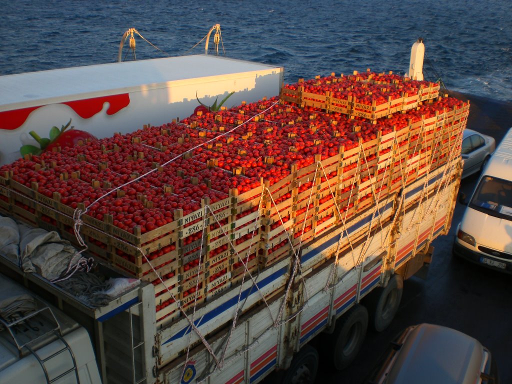 Tomatoes on Dardanellen by Curtiz