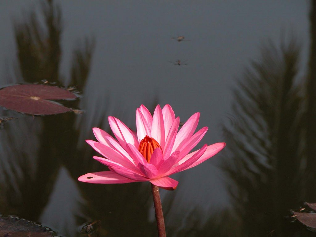 Lotus Flower and water boatmen bugs by snorth