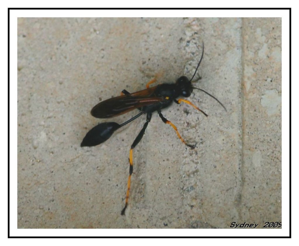 Mud Dauber Wasp by Sydney2305