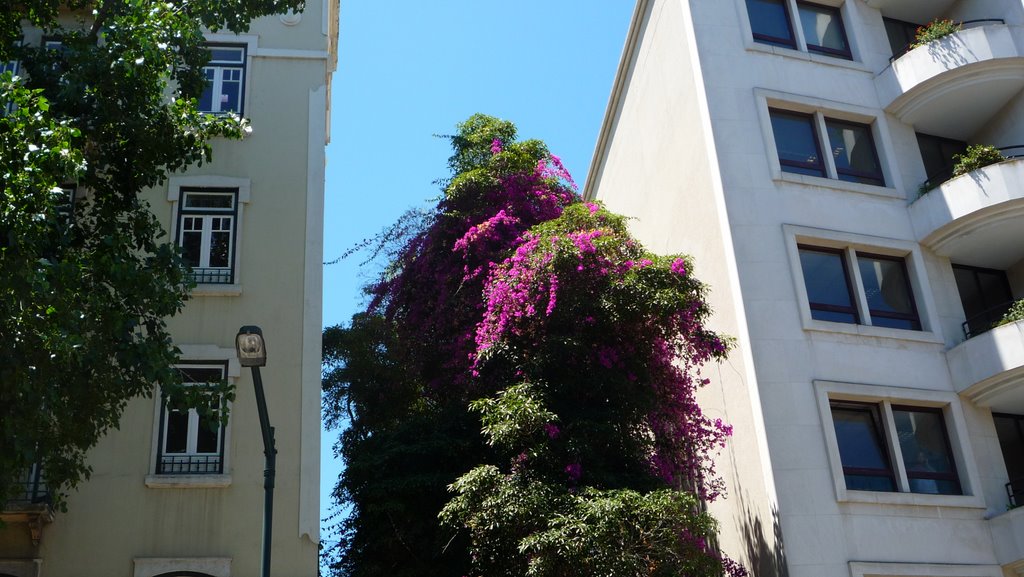 Buganvília trepadeira na rua luciano cordeiro 01 by Trilhar Lisboa