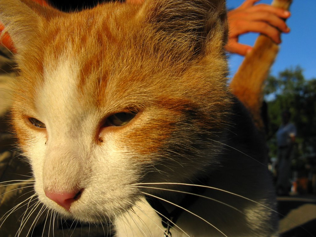 Junge Katze vom Gotthardhof bei Staufen by David Wehrle