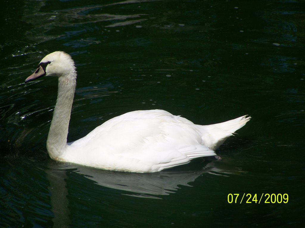 Cisne by sugarland