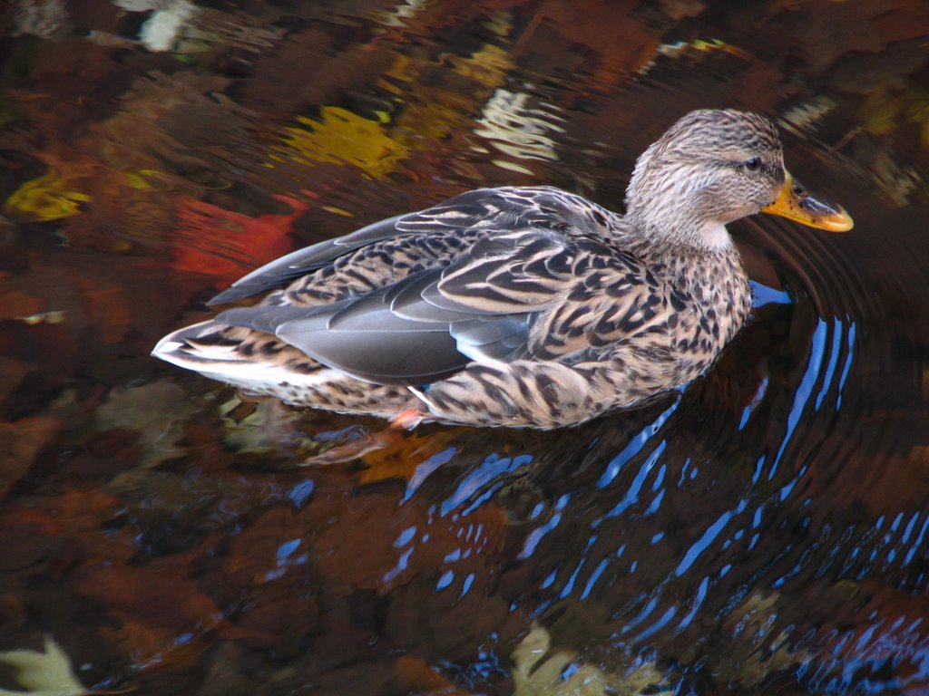 Swimming in the colours by VIKTOR HERMAN