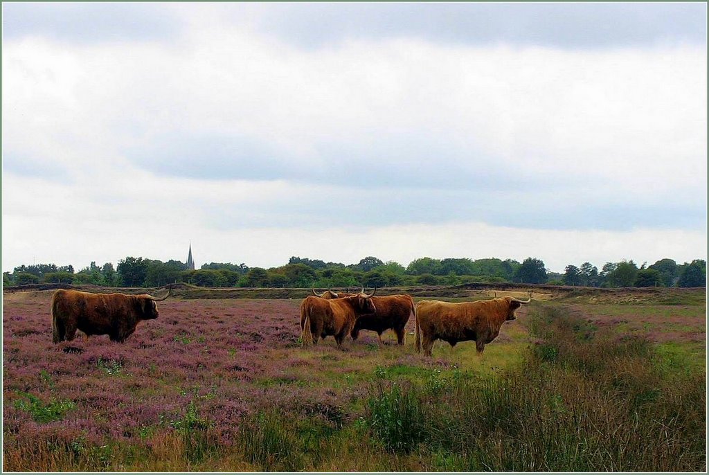 Bulls in the field near Blaricum... by Chris10 ©