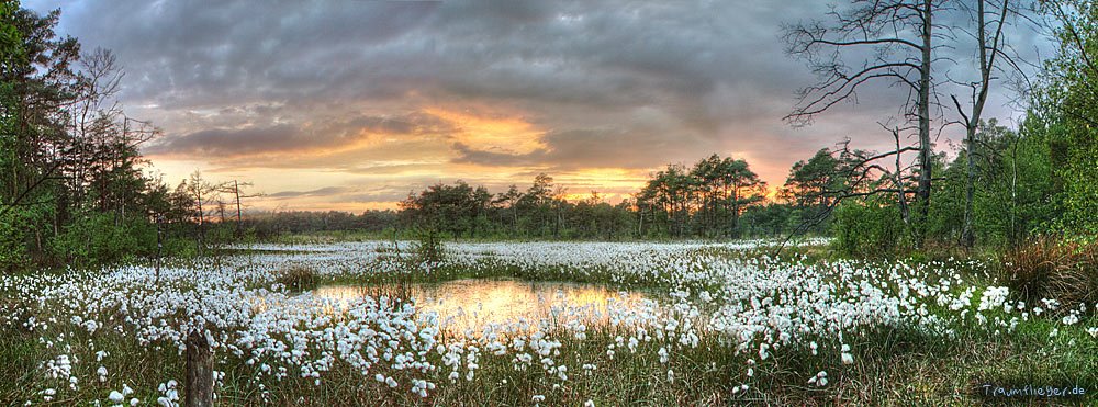 Wollgras Schnaakenmoor by Traumflieger.de