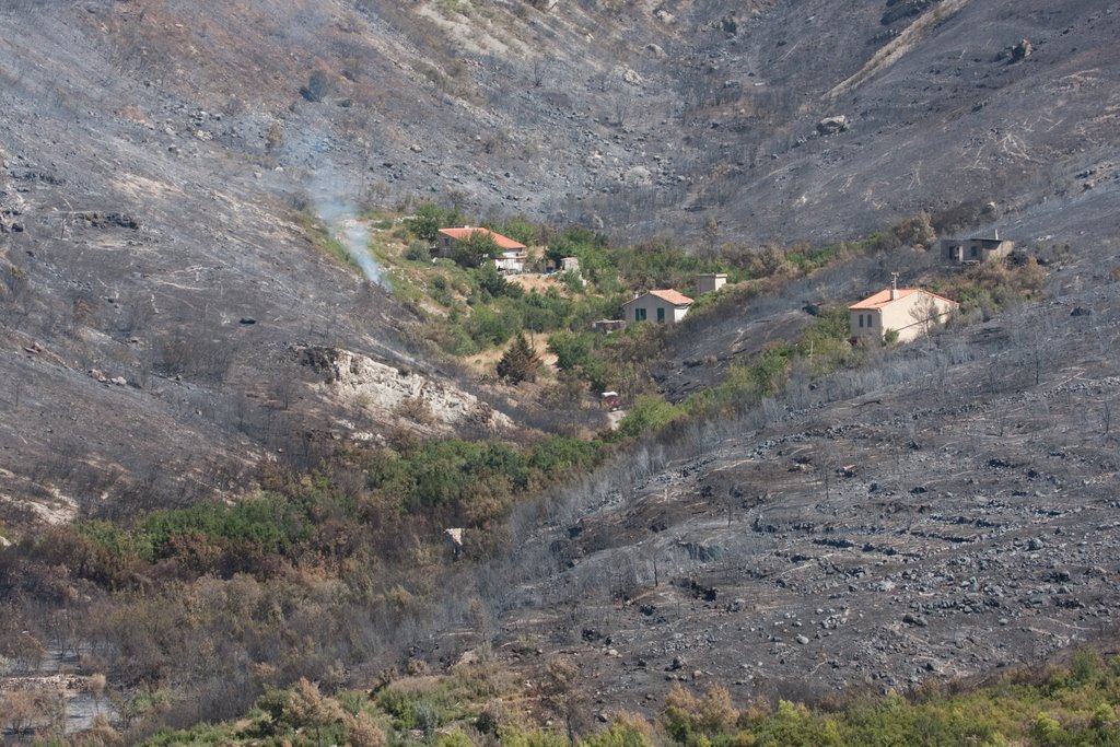 Nach dem Waldbrand 2009 by Ronald Hablützel