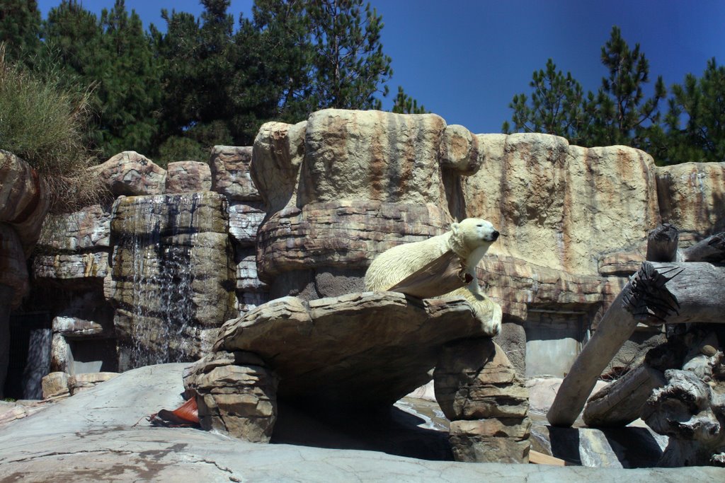 Polar Bear at San Diego Zoo - August 2009 by Karl Peterson