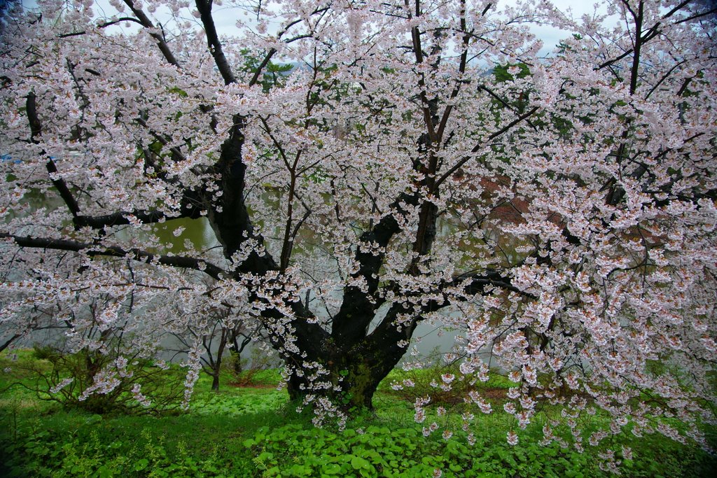 陸奥の桜 by hatsuru kurihara