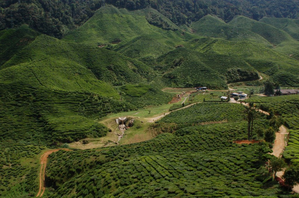 Tea farm by hazizi