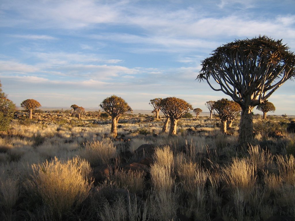 Quiver tree forest by Phil Johnson