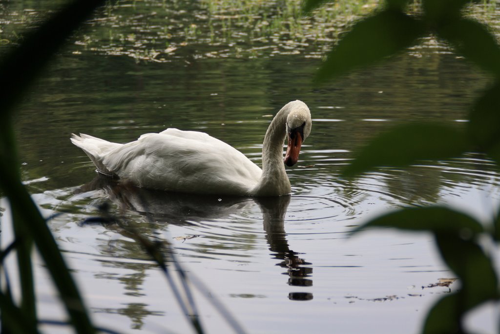 Schwan - "Villenhofer Maar" by Hajo Badorf