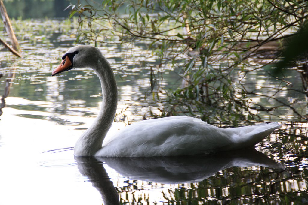 Schwan - "Villenhofer Maar" by Hajo Badorf