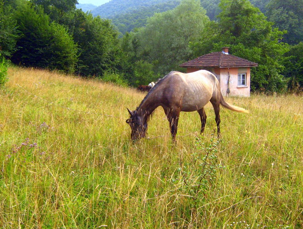 Край Берковица / near Berkovitsa by tsolovi