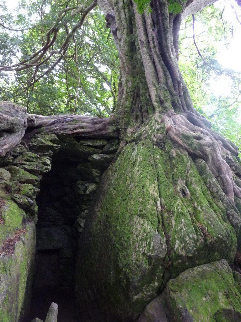 Druids and Witches Forest by gabachat