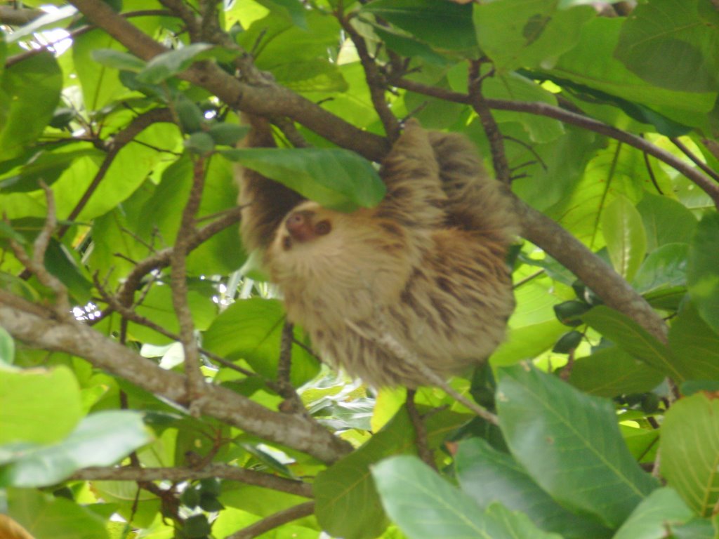 Oso Peresoso en Manuel Antonio by Johnny Montero Corde…