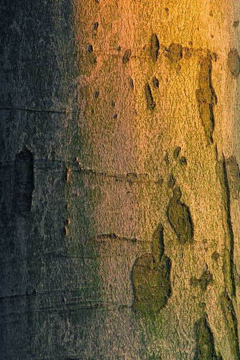 Rainbow on tree by Bene Zoltan virtualw…