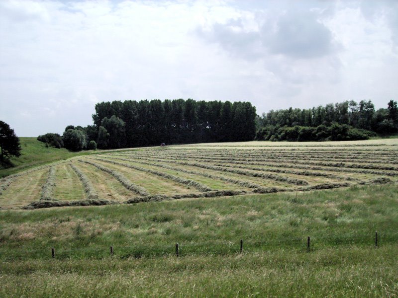 Waalbandijk - Grain field by R. Brouns