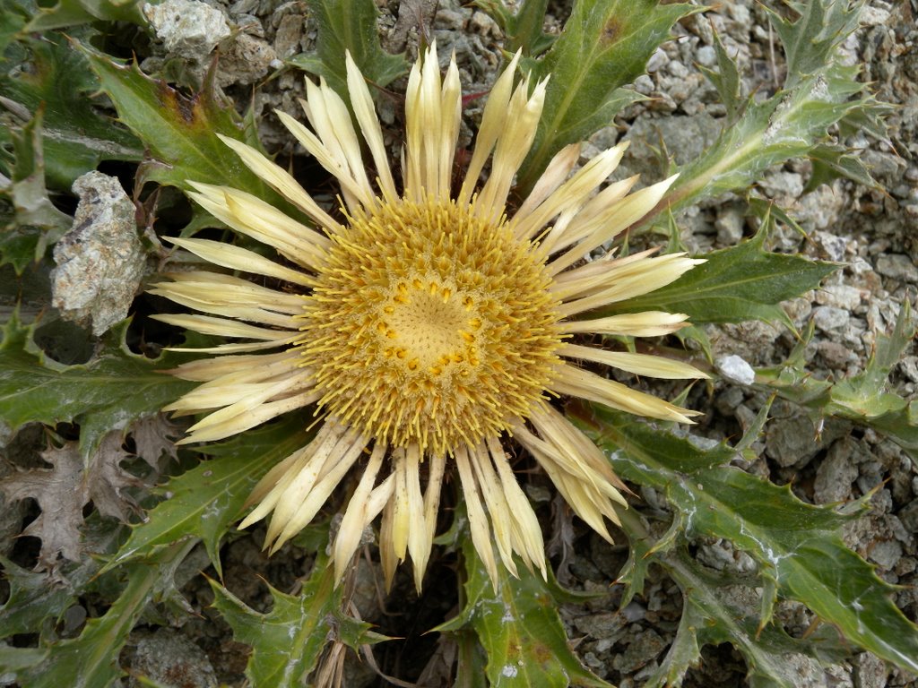 Carlina acanthifolia by Lefteris kipopoulos