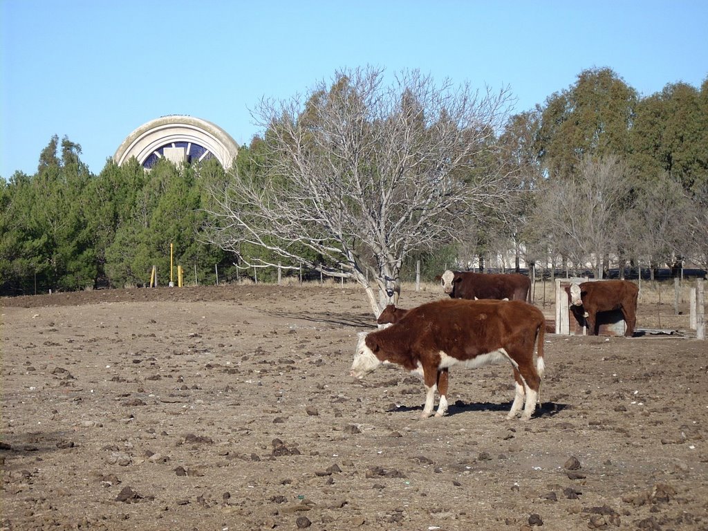 Eternidad y... vacas by daniperez