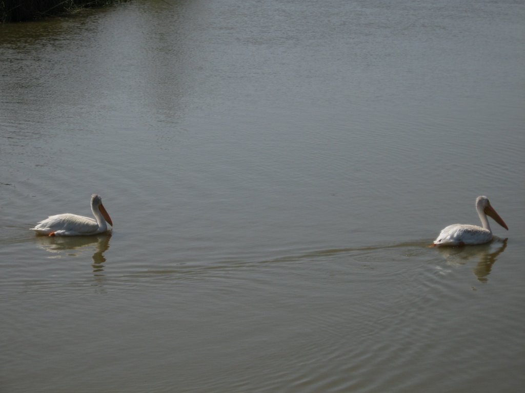 White Pelicans on Bear River by Chris Sanfino