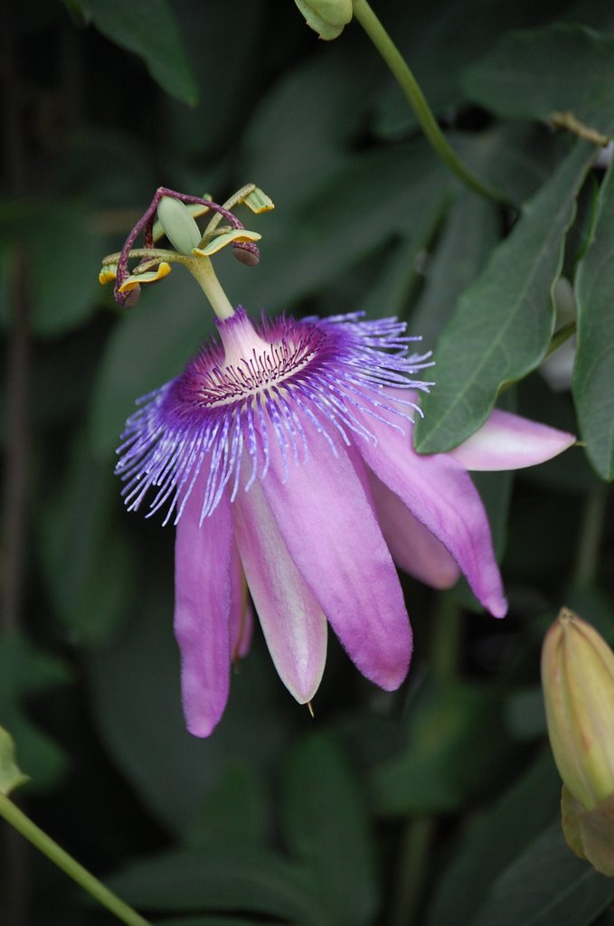 Passiflora Caerulea (1) by Lecleire Jacques