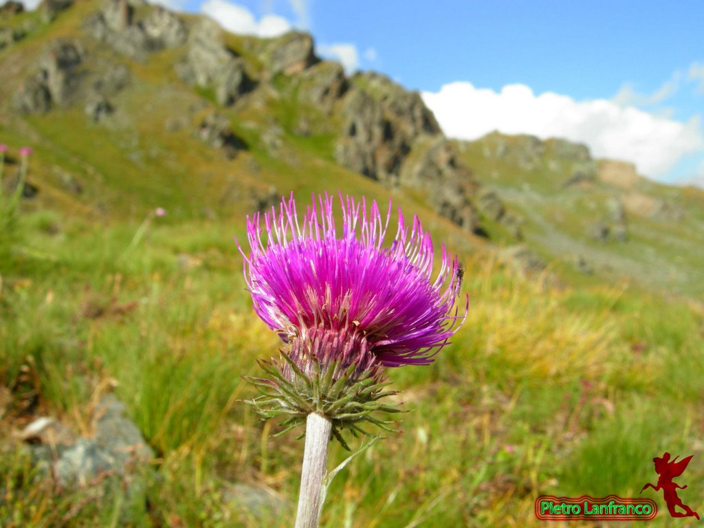 Fiore solitario by Pietro Lanfr.