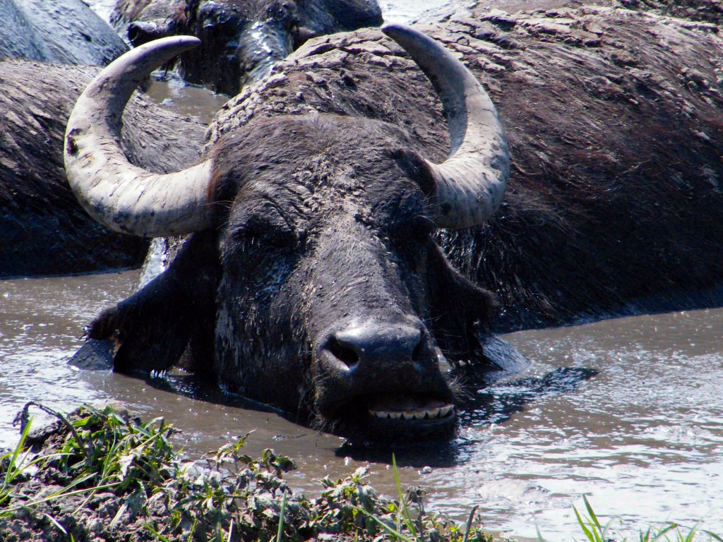 #27 Bivaly (Buffalo) - Magyarország by Kis Tóth László (Lac…