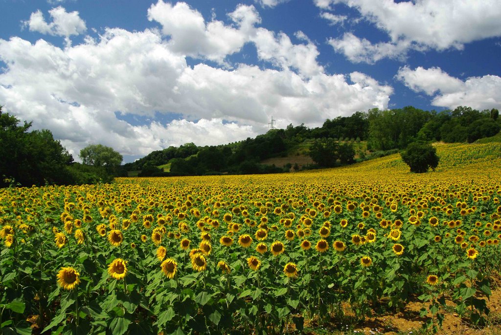 Sunflowers by cschicha