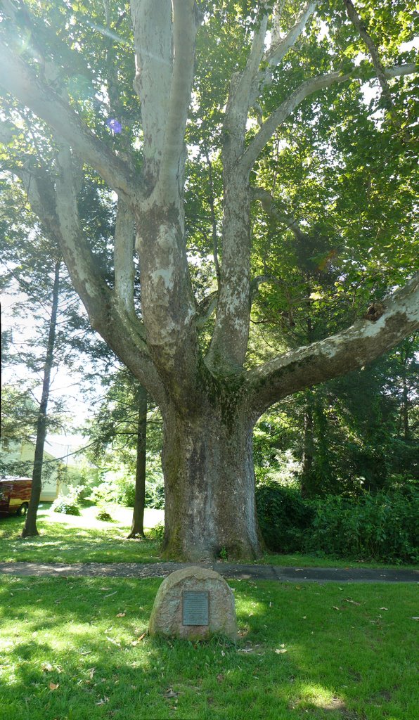 Sunderland Sycamore: 2m diameter by Orrin Groad