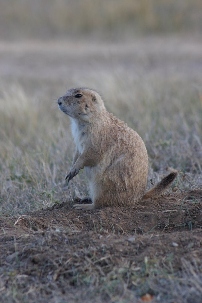 Prairie dog on watch by sgainsboro