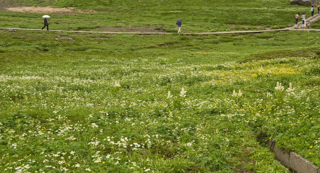 Nyukawacho Ikenomata, Takayama, Gifu Prefecture 506-2253, Japan by 宮崎亮