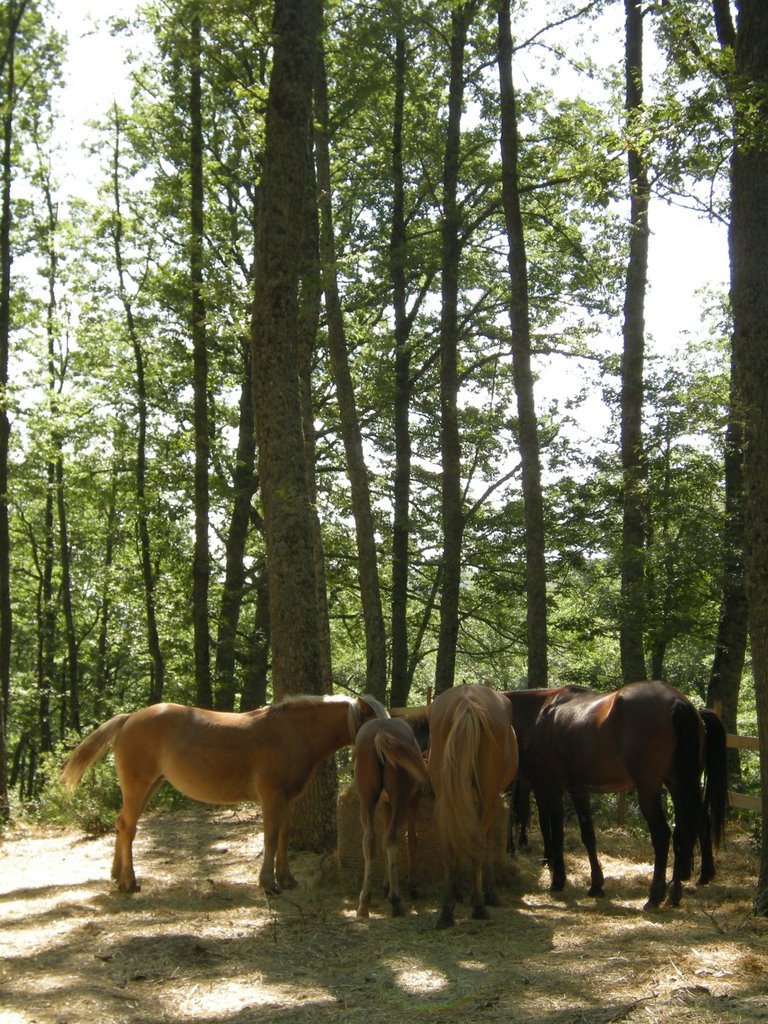 Horses and Trees by guixmax