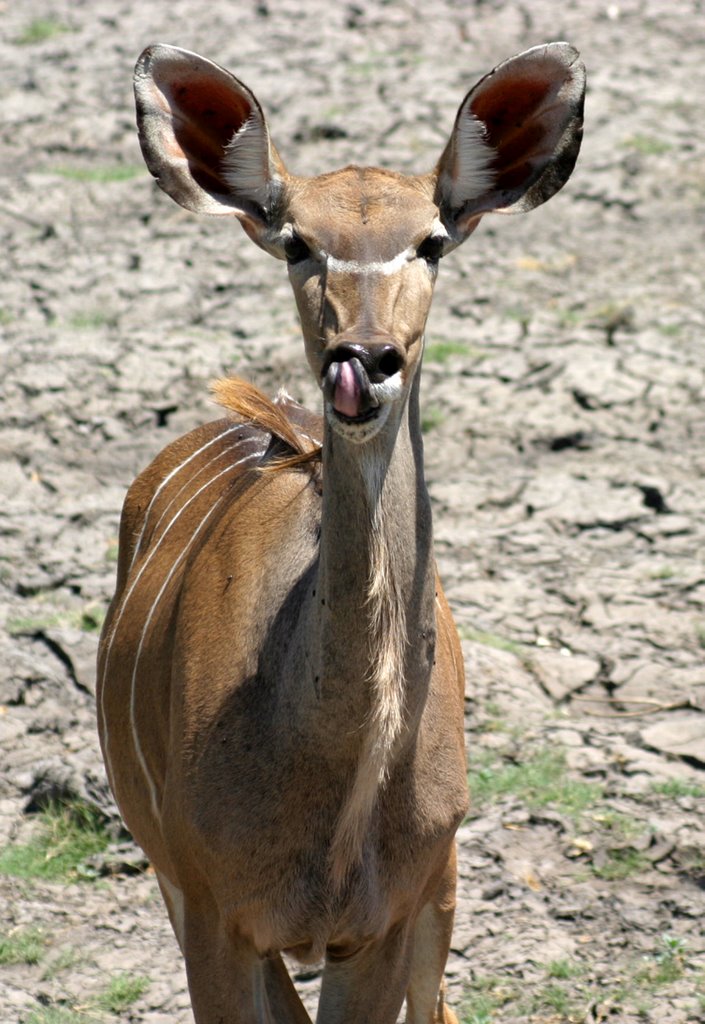 Kudu near Chobe River by Huw Lewis