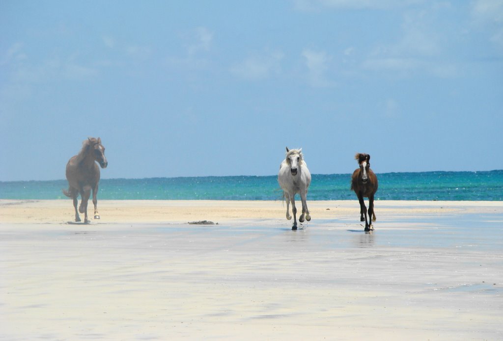 Running horses at Carneiros Beach, in Tamandaré (PE) - Brazil by aelontra