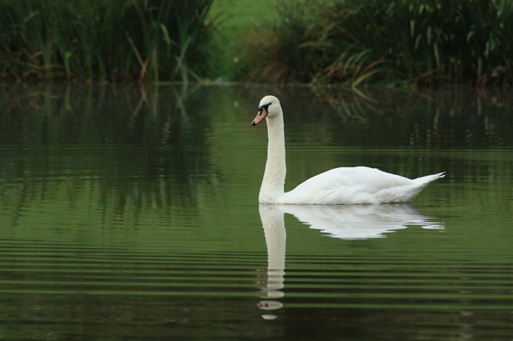 Hattyúk tava / Swan Lake by Dagobert