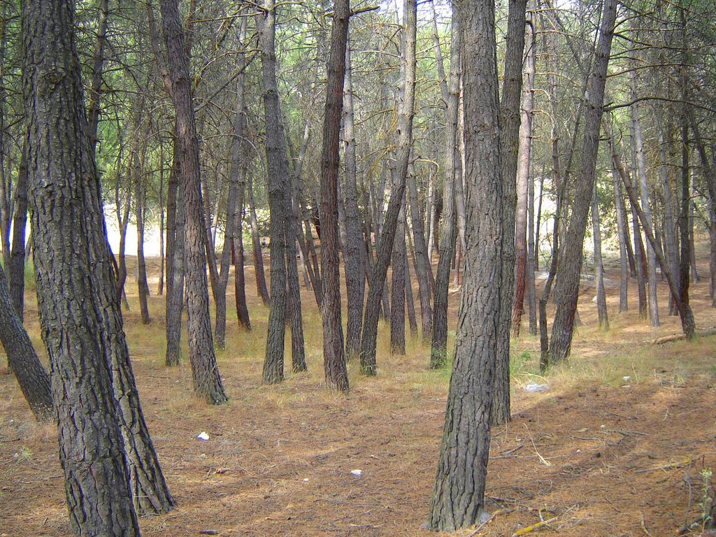 Bosques de Alfacar 01 by Dorkita&O