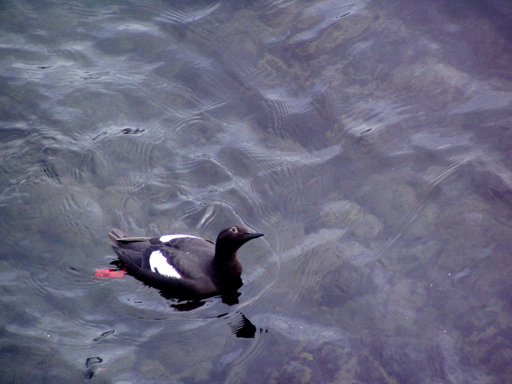 Pigeon guillemot, Vancouver BC by Raymond M. Coveney, …