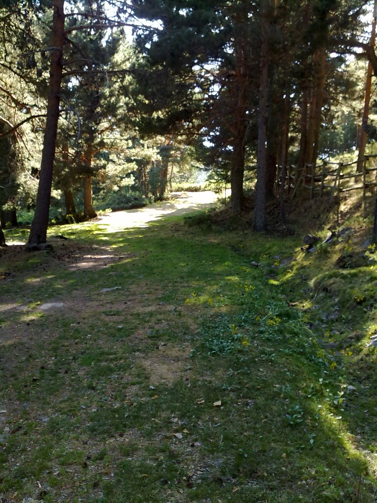 Puerto de Cotos Navacerrada bosques en agosto by Isildur2024