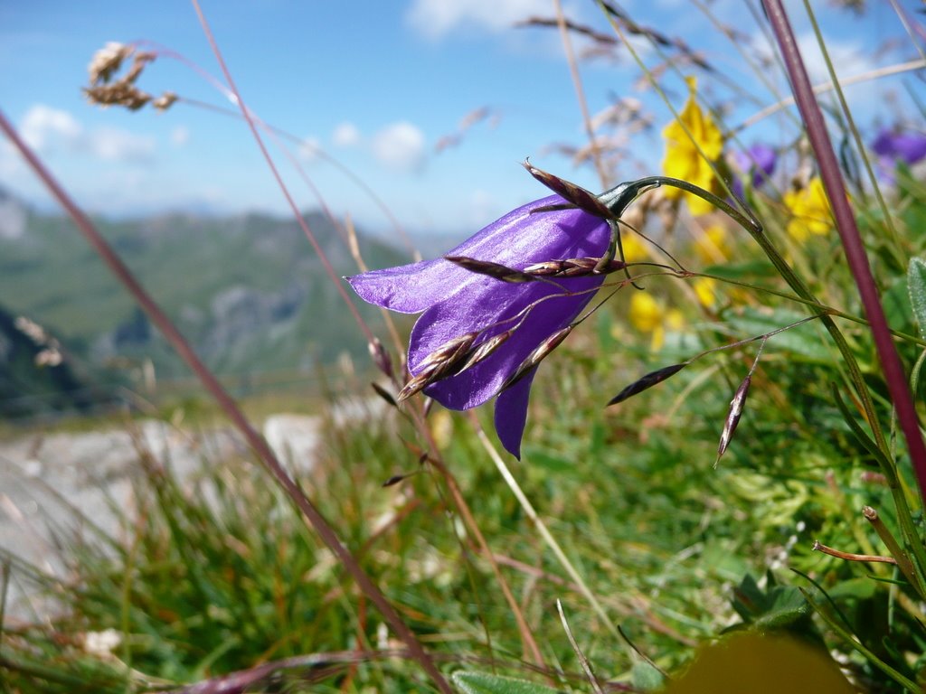 Flowers on Weisshorn in August by Knut Hierschel