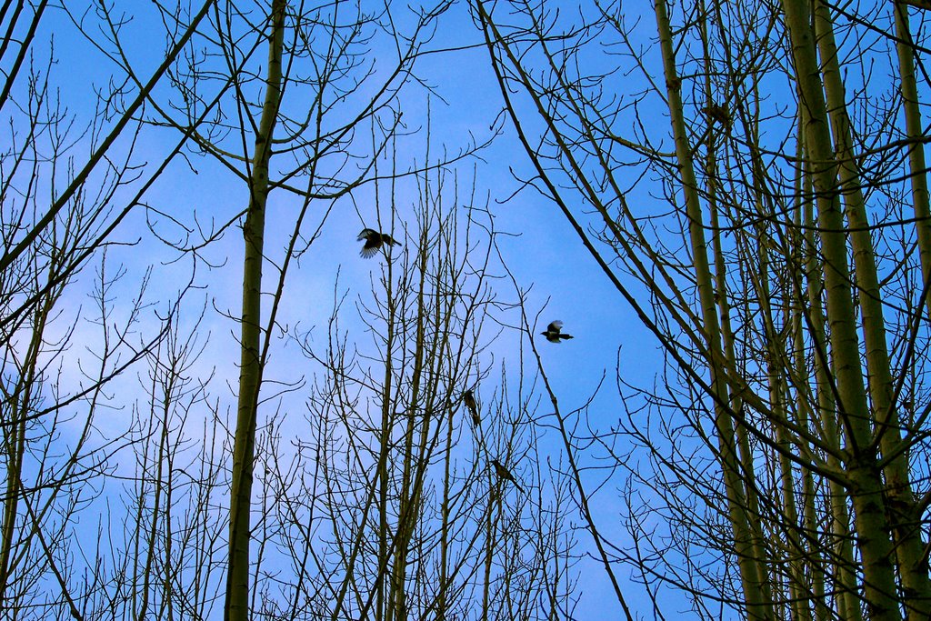 Birds in Woods by Catalium