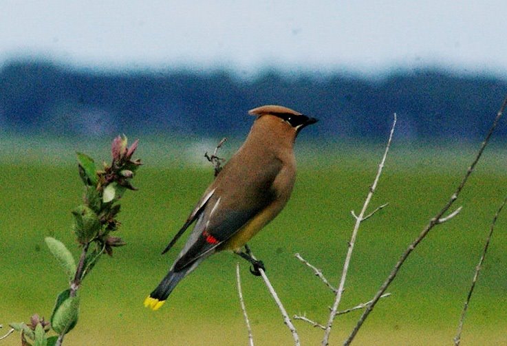 Cedar waxwing, Plum Island MA by Raymond Coveney