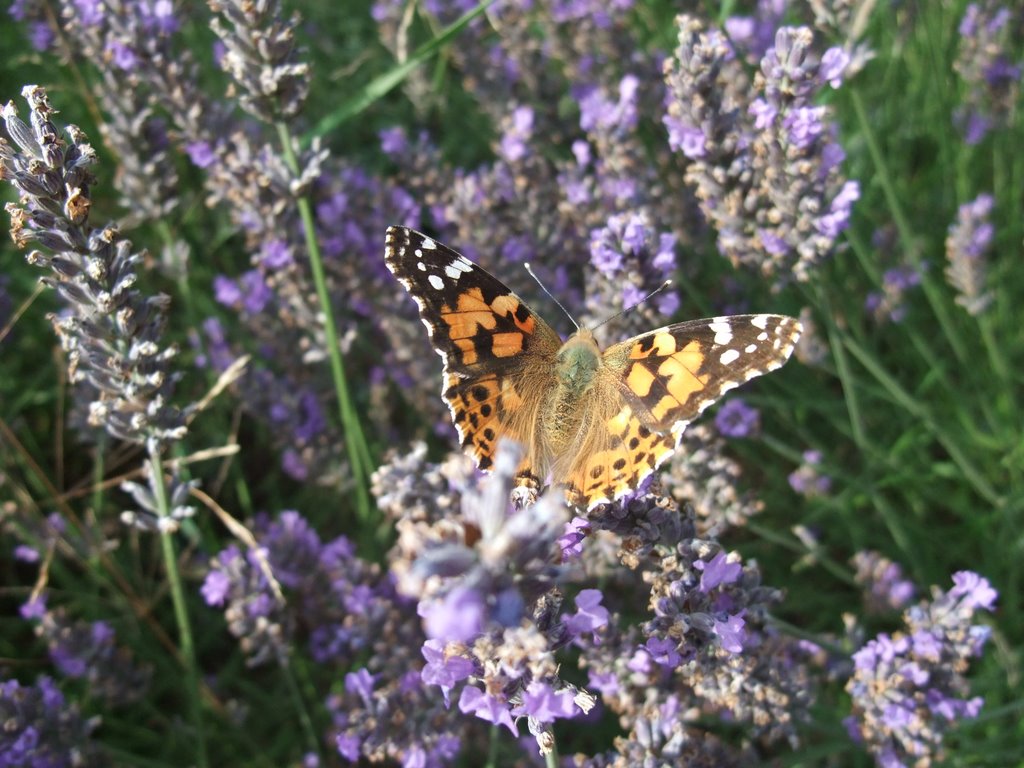 Lavender butterfly by ljhaywood