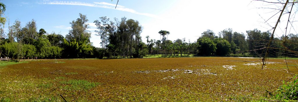 Aguapés dominam o lago da floresta. by joao batista shimoto