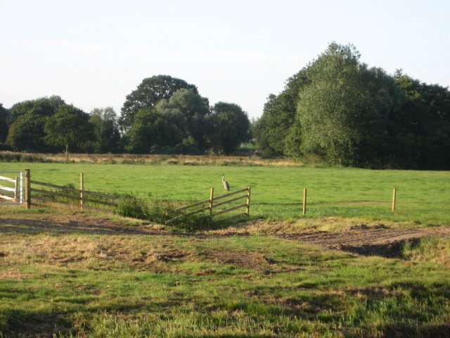 Heron on a fence by Myfanwy