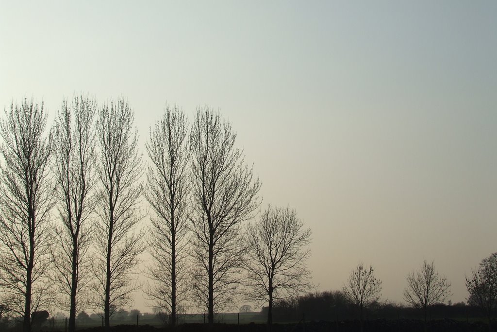 Winter trees II, Bradford on Avon by Matthew Perks