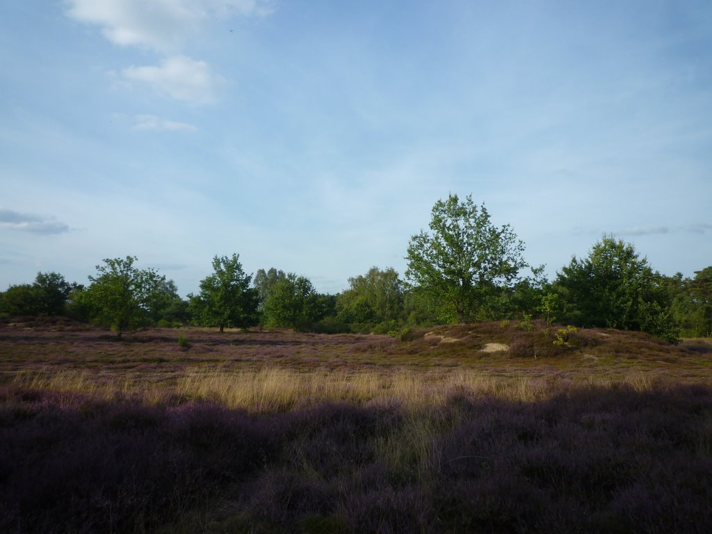 Addensdorfer Heide by superhillu