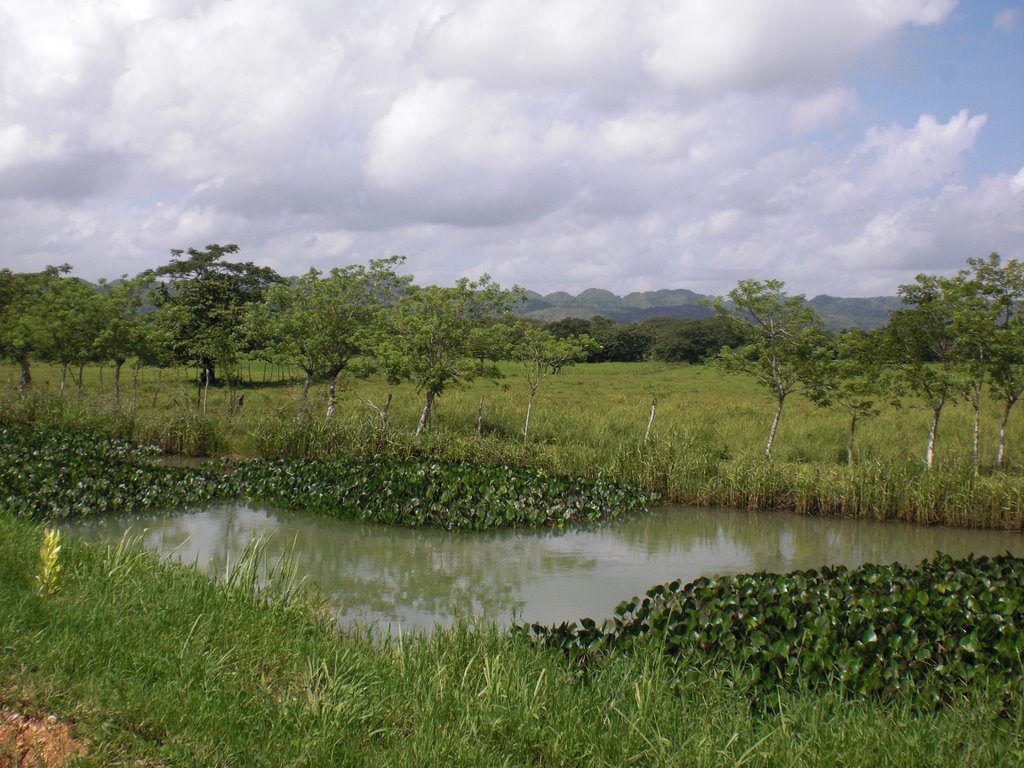 Small river in Rice field at Samana, Dominican Republic by www.votava.do